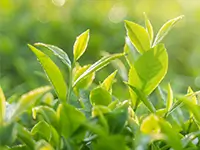 茶