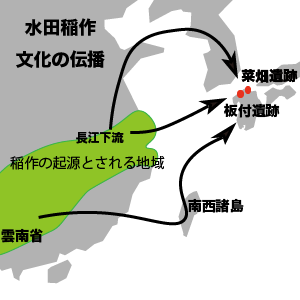 稲図