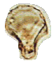 プラント