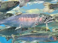 鮭