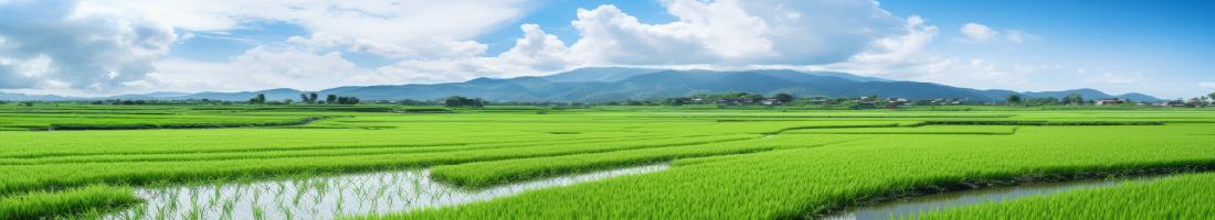 水田