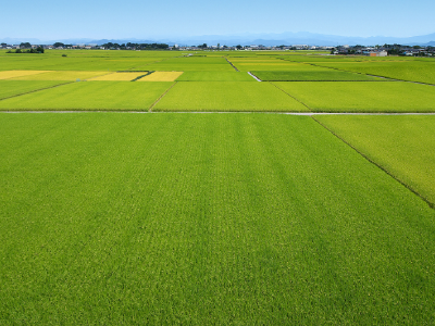田んぼ